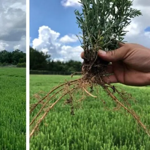 thumbnail for publication: Condensed Tannins in Forage Legumes